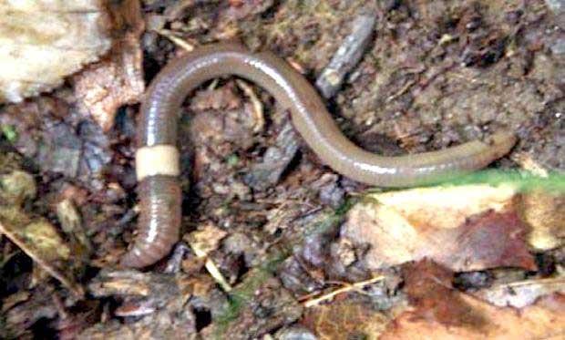 A Snake in the Grass Over 30 earthworm species in New England 10 are linked directly to greenhouses & composting facilities & products Asian earthworms particularly concerning Amynthas species -