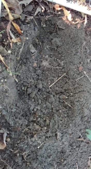 disturbance; 5-significant disturbance Earthworm community & soil structure assessed