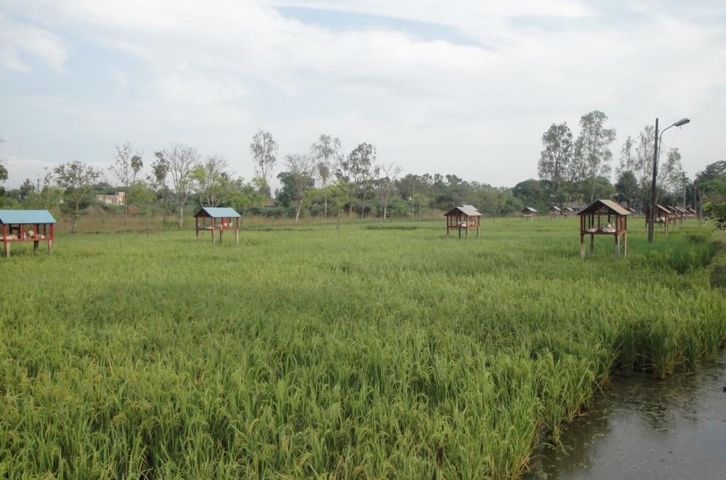 RECOMMENDED LIVELIHOOD MODEL RICE+FISH+POULTRY FARMING SYSTEM Transplanted in 5 cents (200 m 2 ) Cage size