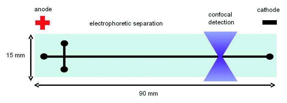 Microchip Electrophoretic Separation and Label Free Detection of Aromatic Analytes Substances in the microchannel (20 x 50 micron) are separated in the electric field and detected with a confocal