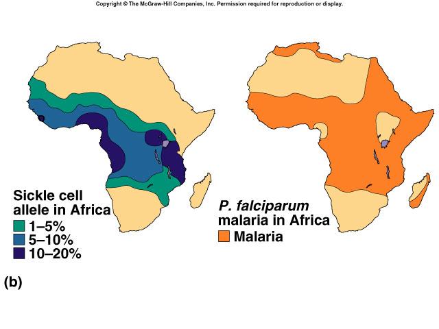 Heterozygote Advantage In tropical Africa, where malaria is common: u homozygous dominant (normal) die of malaria: H b