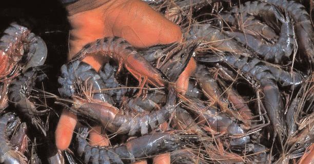 One of the most commercially lucrative species farmed in the Far East, and increasingly in South America, is the black tiger shrimp Penaeus monodon, Figure, which is exported in quantity to many