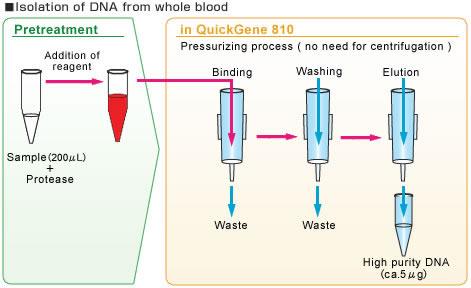 Figure 1. Overview of extraction methods for QuickGene-810 from whole blood.