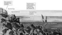shoreline rise/fall of tides Neritic Zone: