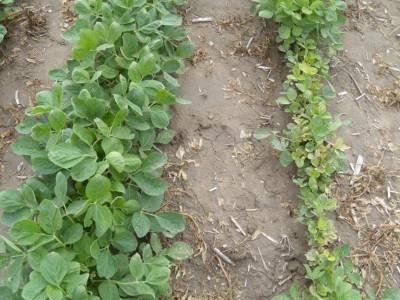 Fertilization strategies for iron chlorosis in soybeans During 2009 and 2010, we conducted tests at seven locations in Kansas with seed coating treatments and foliar iron treatments to correct iron
