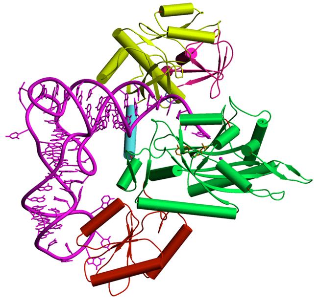 ThrRS trna complex from E.