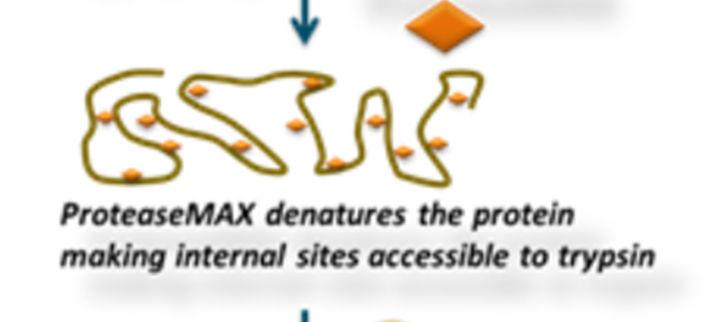 To evaluate the cleavage site coverage of different proteases, peptide mapping experiments of mabs from two representative IgG classes (IgG1 and IgG2) were performed under various denaturing