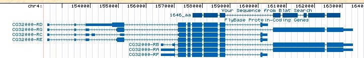 Lo 6 but I could not find any using Bl2seq. I then used Blat to look for Genscan s putative amino acid sequence in the D. melanogaster genome to visualize the match obtained using Blastp (Figure 9).