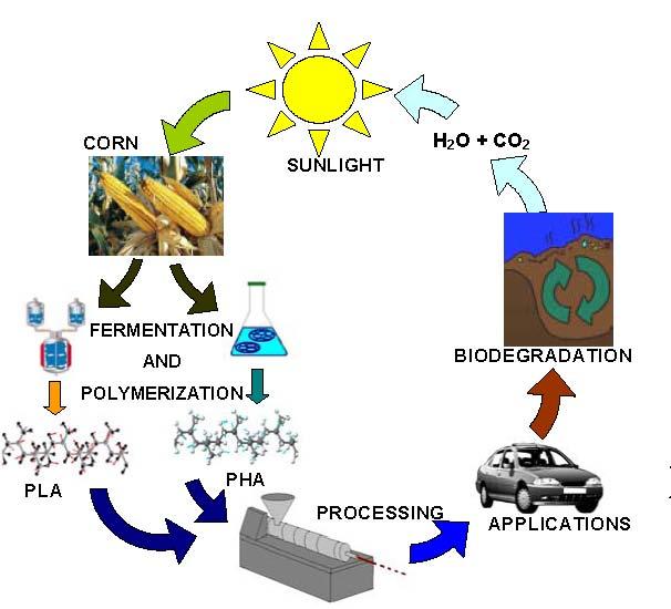 ENERGY from BIOMASS First generation biofuels are made from sugar, starch, vegetable oil, or animal fats using conventional technology. Second generation biofuels are made from non-food crops, e.g., cellulose.