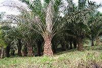 Yield L/ha US gal/acre Algae ~3,000 ~300, 1500-3000 Palm oil 4752 508