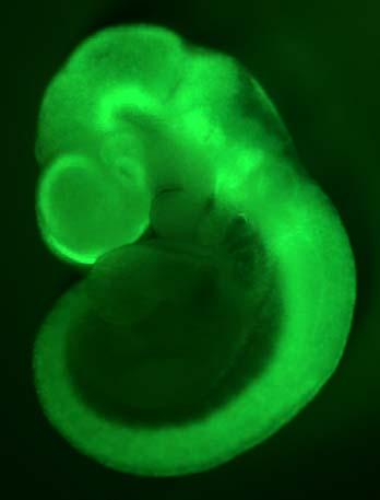 embryos 21 1 Sox1-Cre