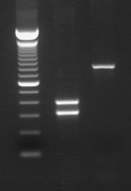 Pasteurella multocida 6 08/2006-2 5. Analysis and Interpretation of the Results Size designation of the PCR fragments is done by comparison with the DNA size standard on a transilluminator.