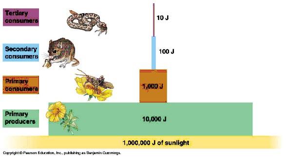 7 Part B: Diagrams. Answer the following questions based on these diagrams (10%) 1.a. Label each trophic level (2%) b. Which organism could help decrease global warming? (0.5%) c. How? (0.5 %) c.