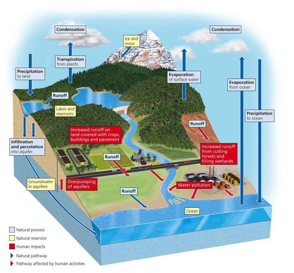The water cycle Solar energy evaporates water; the water returns as precipitation (rain or snow), goes through organisms, goes into bodies of water, and evaporates again.