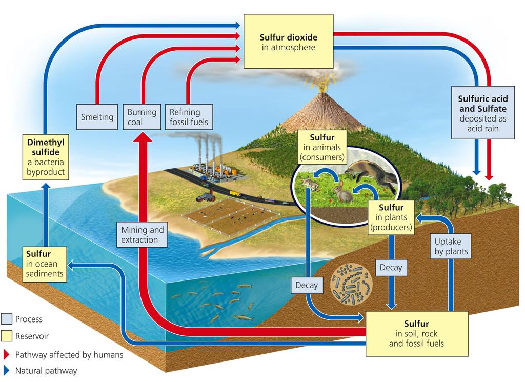 The sulfur cycle The Sulfur Cycle Much of the earth s sulfur is stored underground in rocks and minerals.