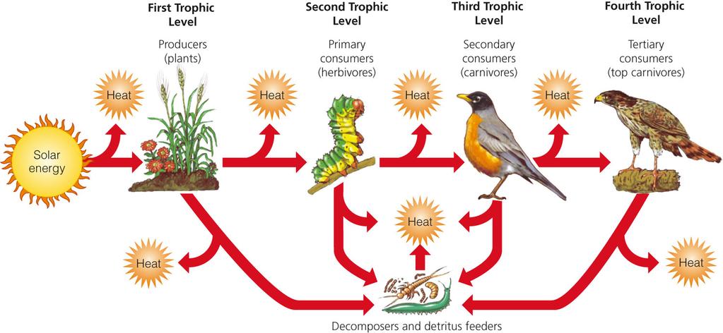 Energy flows through ecosystems in food chains and food webs A food chain is a sequence of organisms, each of which