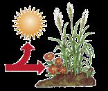 Solar energy First Trophic Level Producers (plants) Second Trophic Level