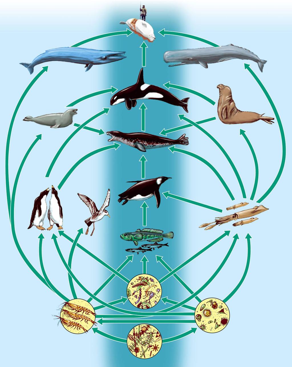 Detritivores and decomposers process detritus from all trophic levels. Fig.