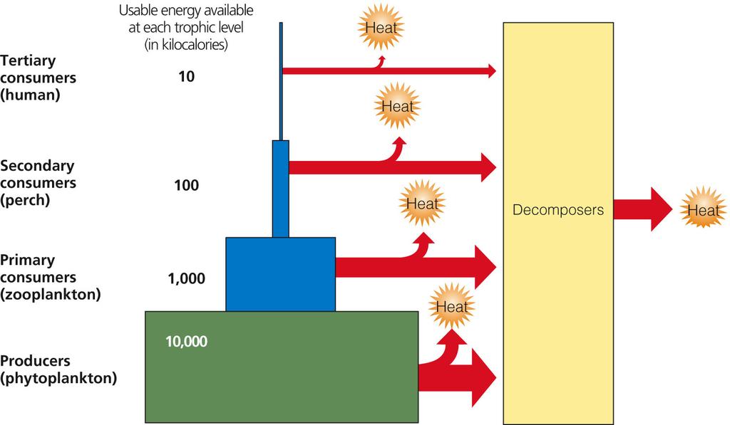 Usable energy decreases with each link in a food chain or web There is less high-quality energy available to organisms at each succeeding feeding level because when chemical energy is transferred