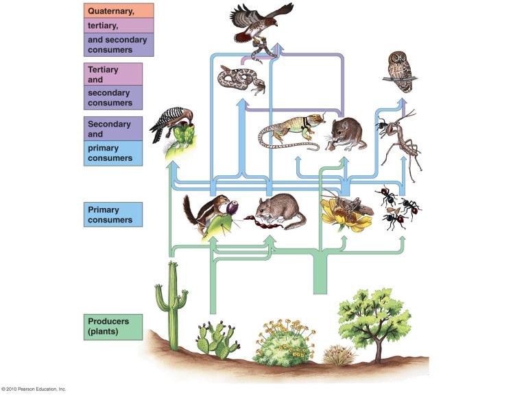 Few ecosystems are as a simple as an unbranched food chain. Omnivores Eat producers and Form woven ecosystems called food webs What would happen if one of the predators in a food web were taken out?