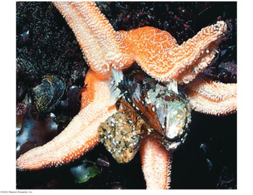 Experiments in the 1960s demonstrated that a sea star functioned as a keystone species in intertidal zones of the Washington coast.