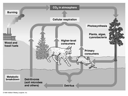 Carbon Cycle Reservoirs: atmosphere (CO 2 ), fossil fuels, peat, cellulose Assimilation: