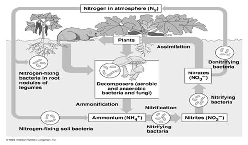 fuels Nitrogen Cycle Reservoirs: atmosphere (N 2 ); soil (ammonium, ammonia, nitrite,