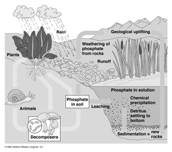 denitrifying and detrivorous bacteria; animal excretion Phosphorous Cycle Reservoirs: rocks