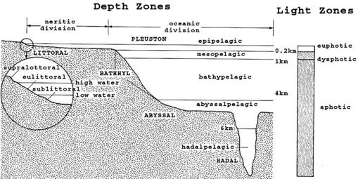 Marine biomes are aquatic biomes found in the salt water of the ocean. Major marine biomes include neritic, oceanic, and benthic biomes.