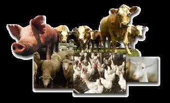 estimates that humans, their pets and livestock make