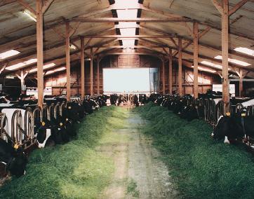 12 SUMMARY The set-up of a dairy farm is of major relevance to the final results of your dairy operation. A well-designed logistical system should be at the basis for excellent housing.
