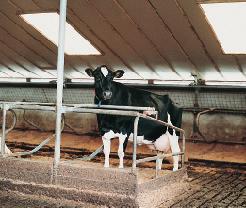 3 INTRODUCTION The best way to fully utilize the genetic potential of dairy cows is to create an ideal environment, with the emphasis on cow comfort to optimize animal health and performance.