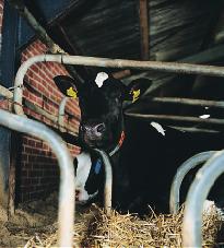 4 Table 1 Typical management categories of a dairy herd based on uniform calving throughout the year, a 13-month calving interval, 50% female calves, all male calves sold at birth, 5 percent of