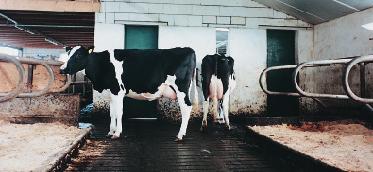 6 DAIRY HOUSING SYSTEMS In temperate and colder climates enclosed free stall barns provide an ideal protection for cows and personnel on a year around basis.