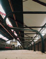 Thus the length of the free stalls can be reduced, which results in saving on construction expenses. The free stall partitions should allow cows to move in lateral direction as well.