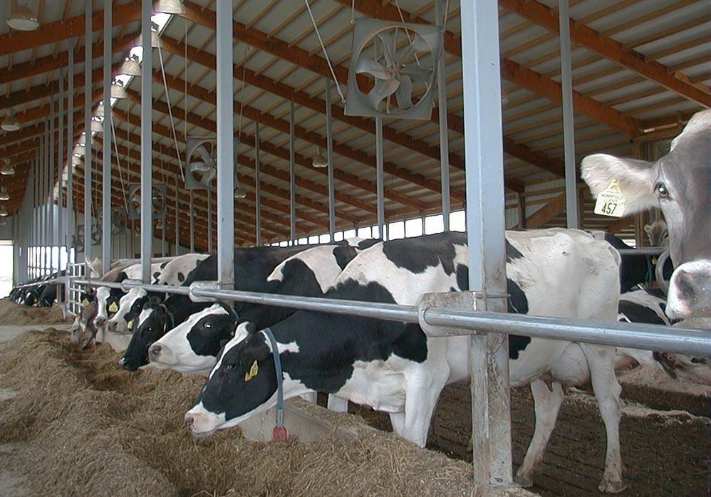 Feedstuff selection may impact odor when manure is excreted or during manure storage.