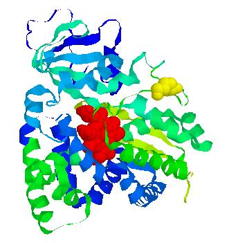 engineered and used to anchor cytochrome P450cam enzyme molecules covalently to a gold electrode The structural and functional properties of the