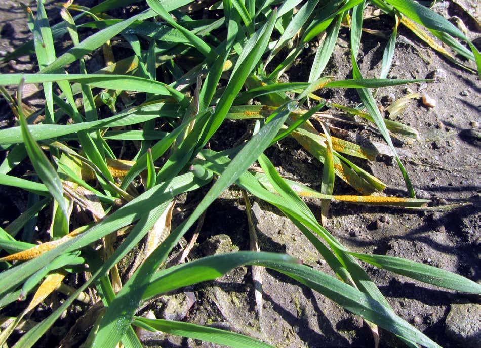 Yellow rust epidemiology is changing