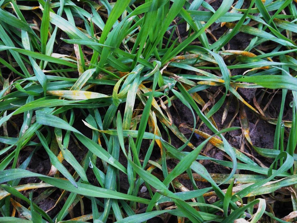 Yellow rust epidemiology is changing Increasingly often observed on the newly autumn-sown