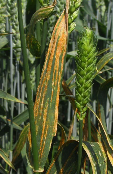 Yellow rust epidemiology is changing Increasingly often observed on the
