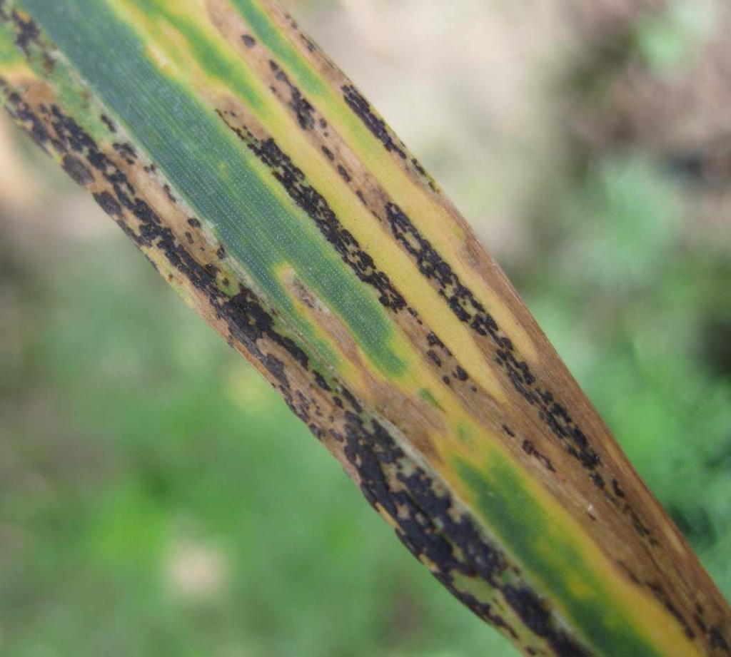 in spring Telial spore stage commonly observed (yellow rust turning