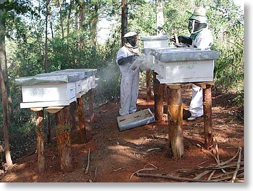 Apiculture is seen as
