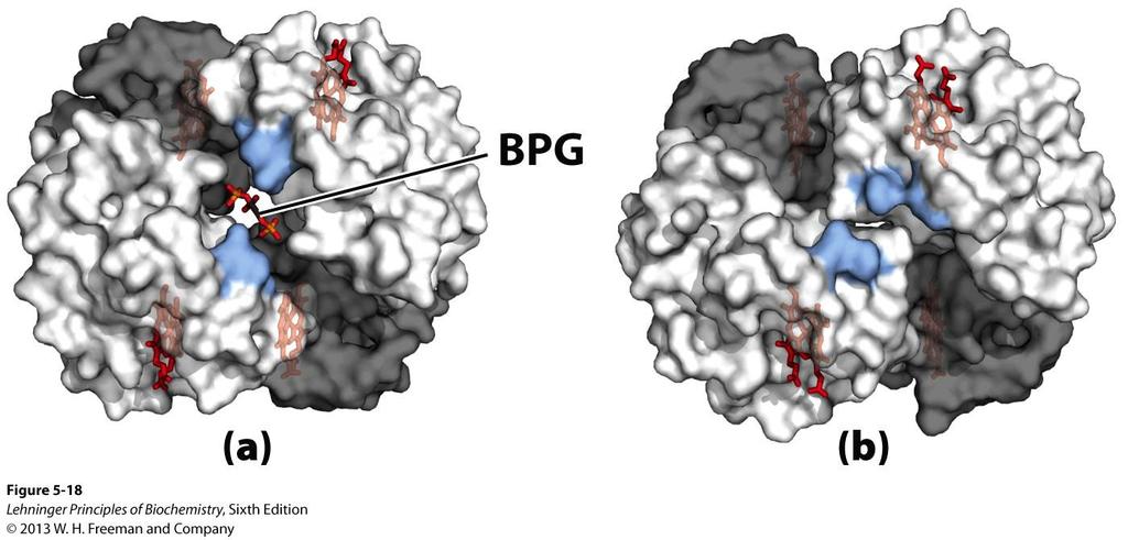 2,3-BPG binds to the central cavity of Hb Binding of BPG to deoxyhemoglobin. (a) BPG binding stabilizes the T state of deoxyhemoglobin.
