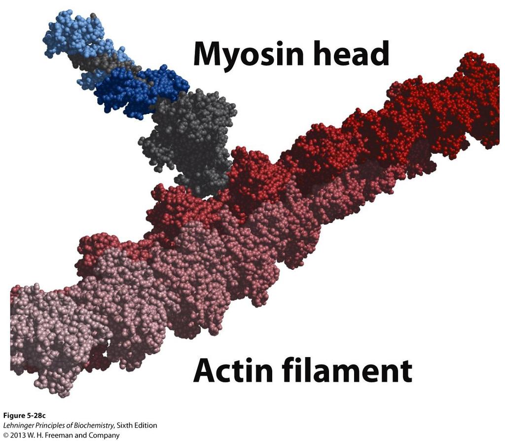 Myosin thick filaments