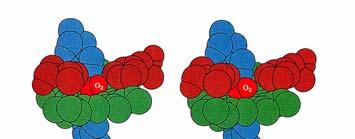 Role of the Globin Modulate oxygen binding affinity Make reversible oxygen binding