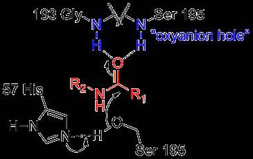 Oxyanion hole Electron acceptors An oxyanion hole is a pocket in the active site of an