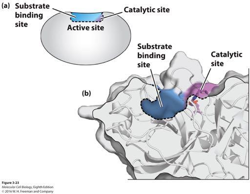 Active site of the enzyme trypsin. Enzymes (proteins or RNAs) catalyze making or breaking substrate covalent bonds.