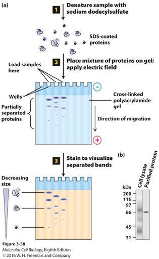 SDS-polyacrylamide gel electrophoresis (SDS-PAGE) separates proteins primarily on the