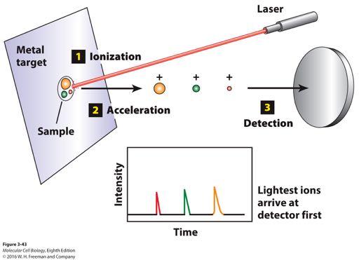 Molecular mass can be determined by matrixassisted laser desorption/ionization time-offlight (MALDI-TOF) mass spectrometry.