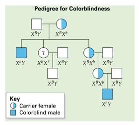 Sex-Linked Practice Problems #3 A woman who is a carrier for colorblindness (but has normal vision) mates with a man that is colorblind. Create a key to identify all possible genotypes.